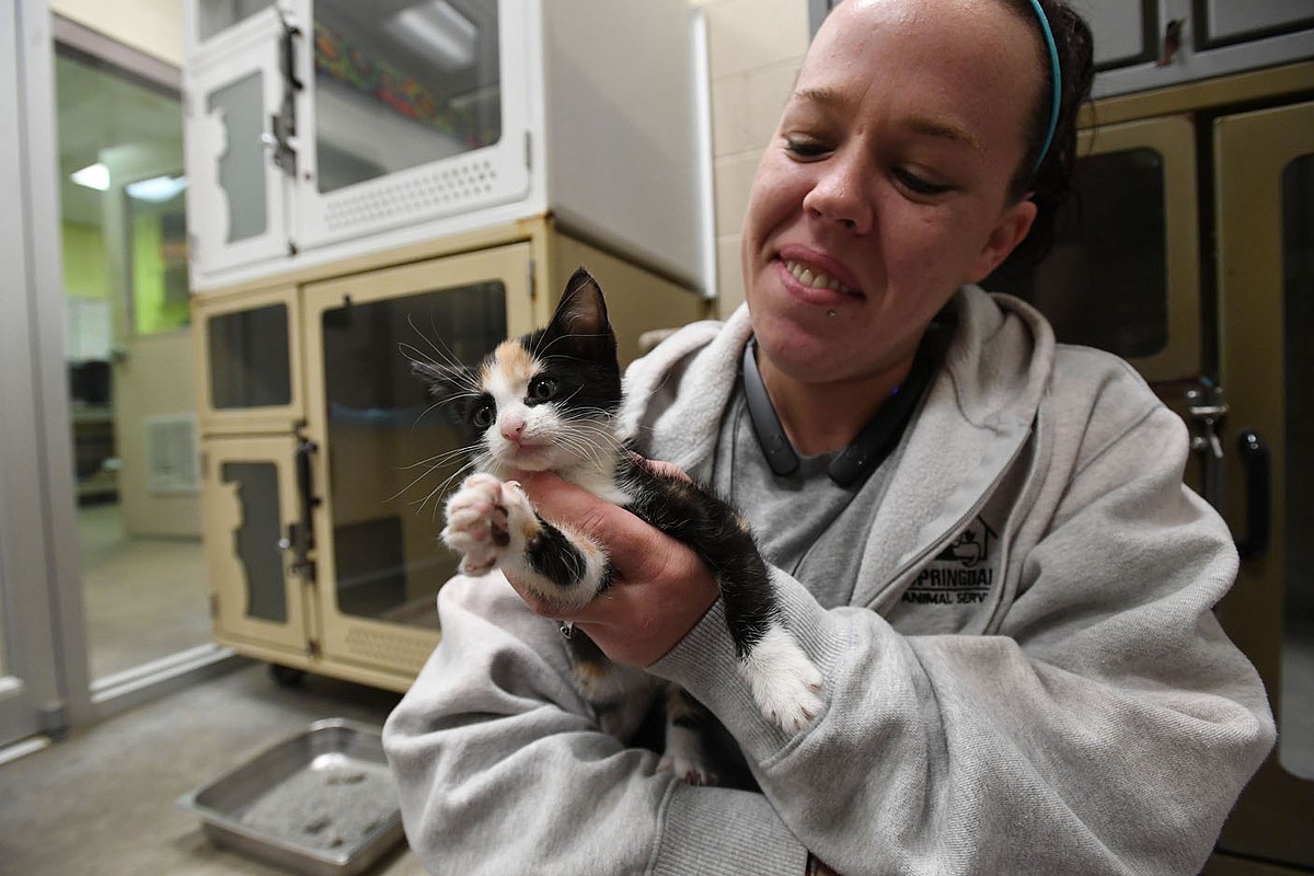 Springerville Animal Springdale's animal shelter site open for comment | Northwest Arkansas ...