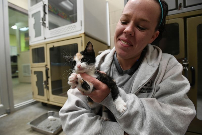Jessica Rodriguez of Springdale plays with Momo the kitten Monday at the Springdale Animal Shelter. Momo was found as a stray and is 8 weeks old. Rodriguez is a caregiver at the shelter.