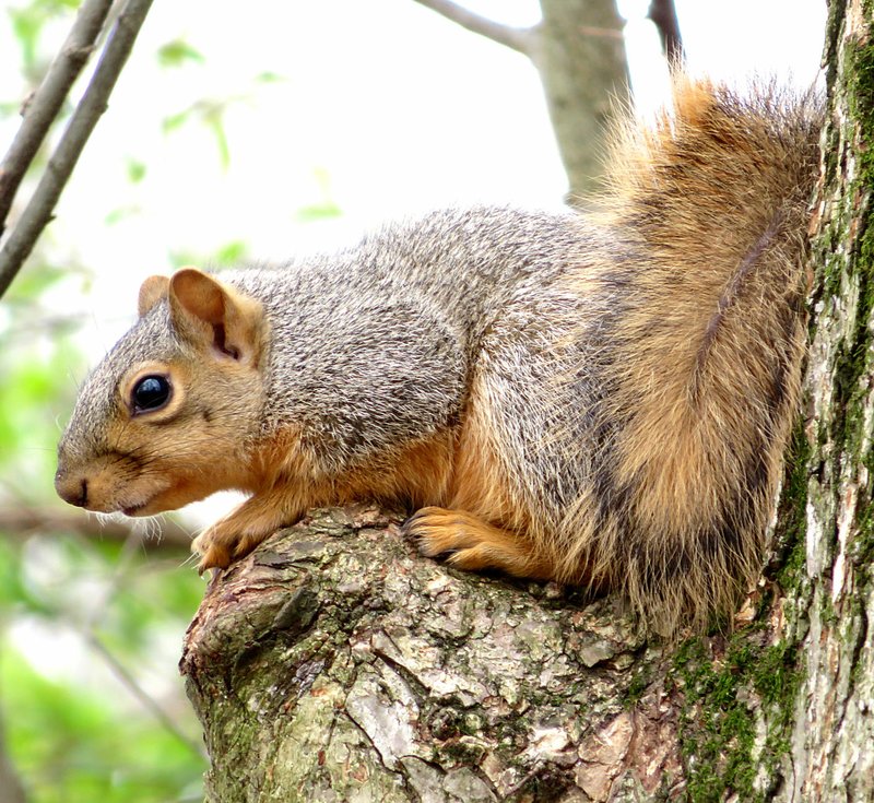 Westside Eagle Observer/RANDY MOLL A fox squirrel perched in a tree notch in the wooded area of the Eagle Watch Nature Trail on Thursday.