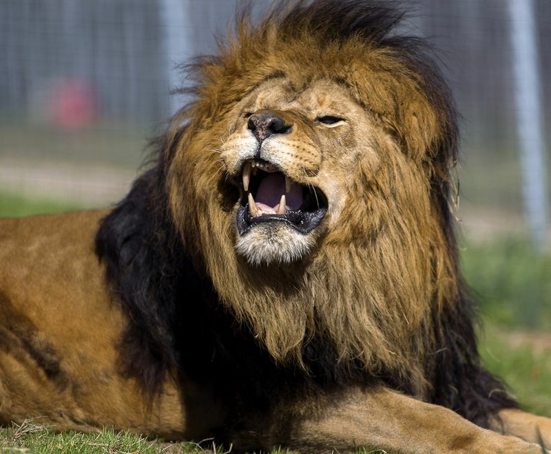 NWA Democrat-Gazette/FILE PHOTO Pharoah, a black-maned lion, basks in the sun last spring at Turpentine Creek Wildlife Refuge in Eureka Springs. Cats at the Castle on Saturday will benefit the animal sanctuary. 