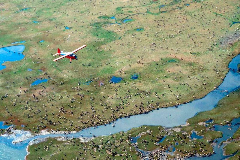 In this undated photo provided by the U.S. Fish and Wildlife Service, an airplane flies over caribou from the Porcupine Caribou Herd on the coastal plain of the Arctic National Wildlife Refuge in northeast Alaska. The Trump administration is moving toward oil and gas drilling in Alaska's Arctic National Wildlife Refuge. A notice being published Friday in the Federal Register starts a 60-day review to sell oil and gas leases in the remote refuge. Oil and gas drilling in the pristine area in northeastern Alaska is a longtime Republican priority that most Democrats fiercely oppose. (U.S. Fish and Wildlife Service via AP)