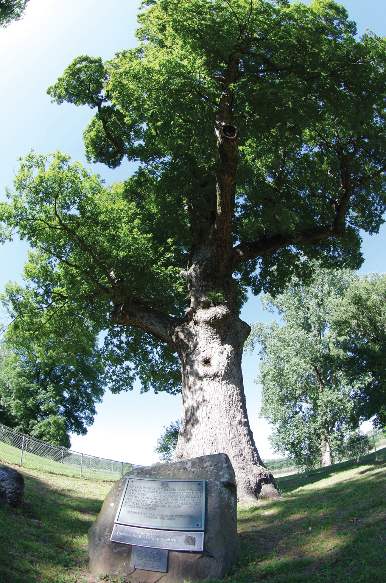 Programs Serve As Guides To The Most Historic Trees