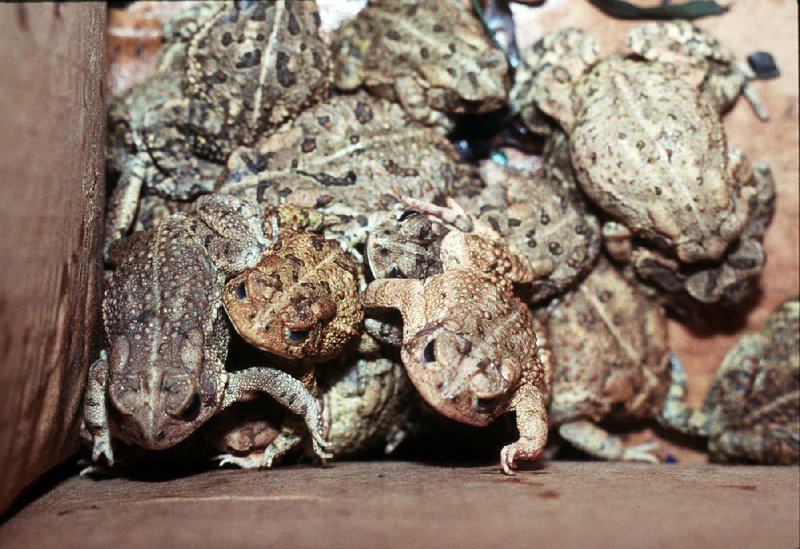 This box of steroid-infused toads was confiscated in 2004 after reports of super toads surfaced at Conway’s Toad Suck Daze. Officials are on the alert.Fayetteville-born Otus the Head Cat’s award-winning column of humorous fabrication appears every Saturday.