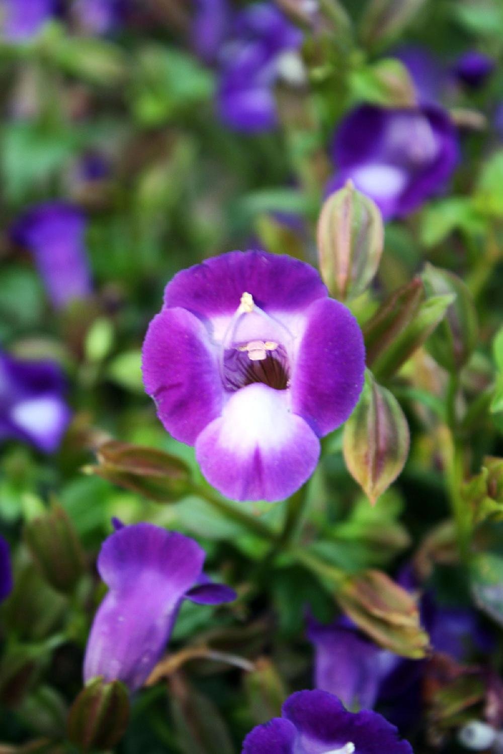 Diamonds In Dirt Arkansas Program Recommends Hardy Flowers Grown In State