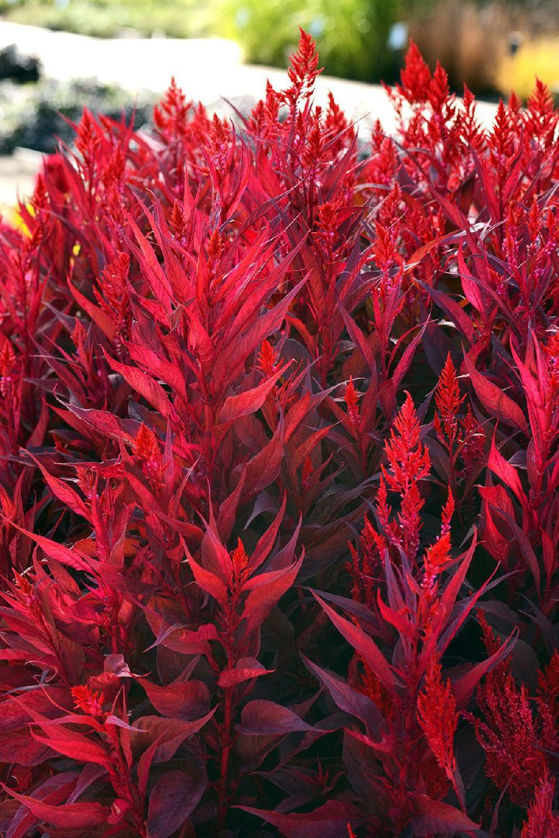 “Dragon’s Breath” celosia