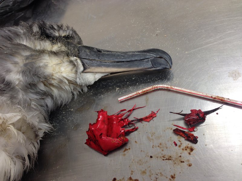 This December 2016 photo provided by the Commonwealth Scientific and Industrial Research Organization, a dead shearwater bird rests on a table next to a plastic straw and pieces of a red balloon found inside of it on North Stradbroke Island, off the coast of Brisbane, Australia. Australian scientists Hardesty and Chris Wilcox estimate, using trash collected on U.S. coastlines during clean ups over five years, that there are nearly 7.5 million plastic straws lying around America's shorelines. They then figure that means for the entire world there are between 437 million and 8.3 billion plastic straws on the world's coastlines. (CSIRO via AP)