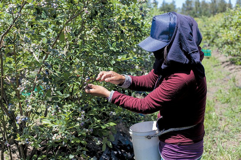 A worker collects blueberries at the Berries del Plata farm in Zarate, Buenos Aires, Argentina, in November.  