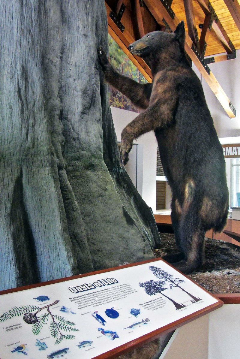 The visitor center at Dale Bumpers White River National Wildlife Refuge features a lifesize model of a bald cypress tree along with a black-bear family and other fauna it supports. 
