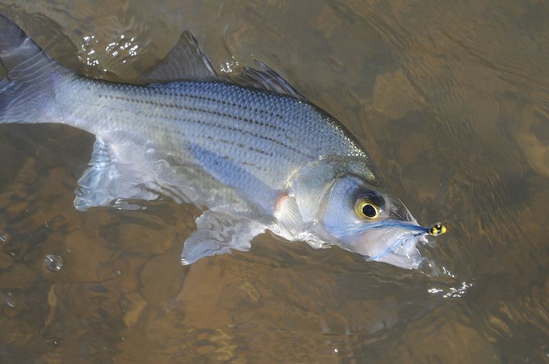 Anglers report good fishing for white bass during the spring spawning run in the White and War Eagle rivers. 