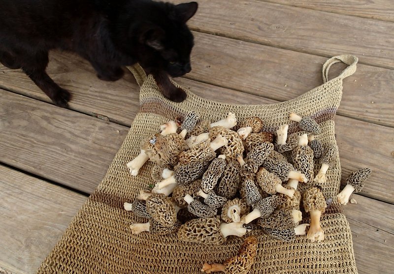 Nichols’ black cat crosses the path of the morel mushrooms Nichols picked on Friday the 13th. 