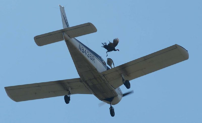 A turkey is thrown from a low-flying plane over Yellville on Oct. 14 during last year’s Turkey Trot festival. The festival’s new sponsors say no more live turkey drops, and one member of Congress wants to ban anyone from dropping live animals from planes.  