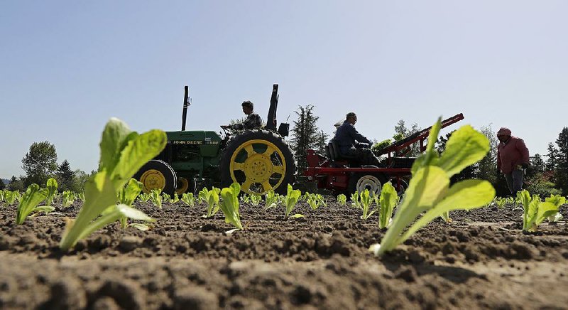 Workers plant romaine lettuce on Thursday at a farm near Puyallup, Wash., owned by Tim Richter, who said he hopes people realize that the E.coli problem doesn’t affect all romaine. 
