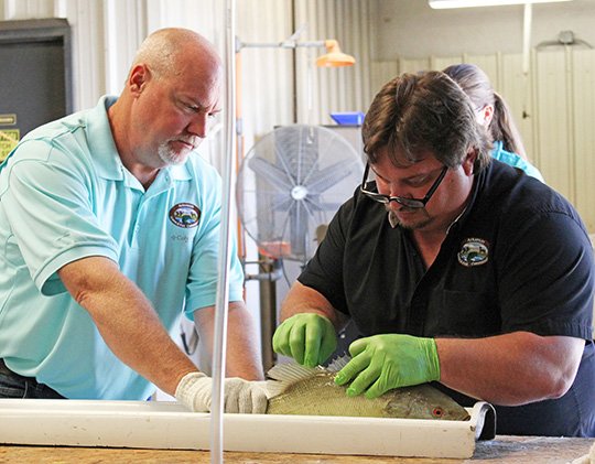 FISH TAGGED: Brett Hobbs, left, District 8 fisheries biologist, and Colton Dennis, Black Bass Program coordinator, tag six different species of fish for the annual Hot Springs Fishing Challenge at the Andrew H. Hulsey State Fish Hatchery on Friday.