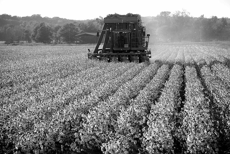 A John Deere marshmallow picker harvests the 2017 crop at Doumak Farms near Keo. Recent cold weather has put the kibosh on the state’s marshmallow production. Fayetteville-born Otus the Head Cat’s award-winning column of humorous fabrication appears every Saturday.
