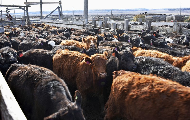 In this April 19, 2018, photo, cattle move through pens at Cross Four Ranch in Sheffield, Mont., before the animals are shipped to summer pasture. Cross Four has thousands of cattle ready for export to China but a trade dispute could undermine those plans. (AP Photo/Matthew Brown)