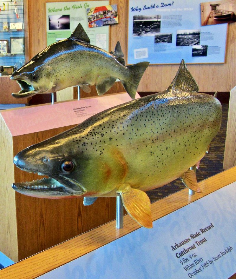 Bull Shoals-White River State Park’s James A. Gaston Visitor Center displays replicas of the largest Arkansas catch for six fish species, including cutthroat trout (foreground) and brown trout. 

