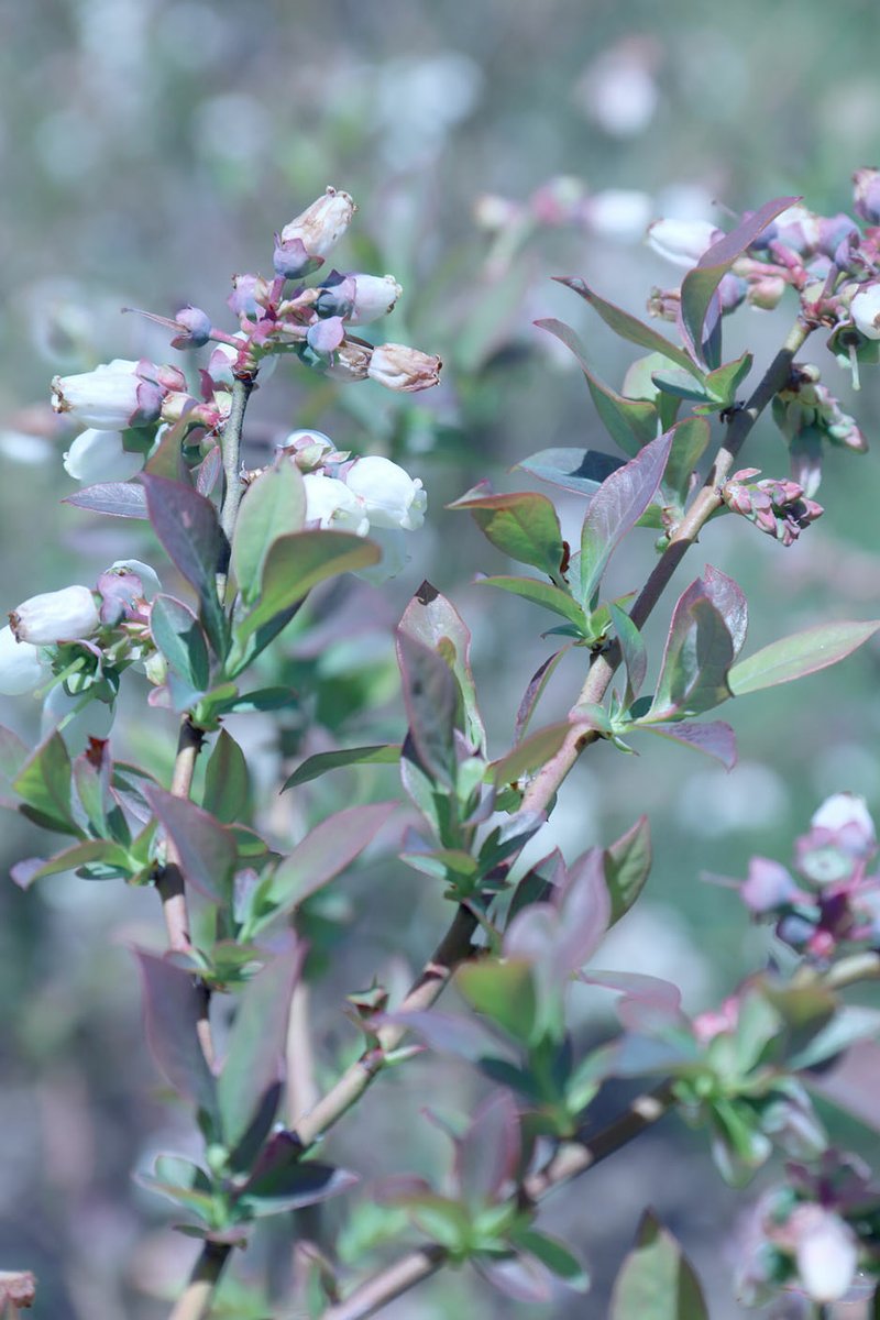 PHOTOS LYNN KUTTER ENTERPRISE-LEADER Blueberry and blackberry plants at Berries Unlimited in Prairie Grove are full of blooms. The farm is expecting a record crop this year.