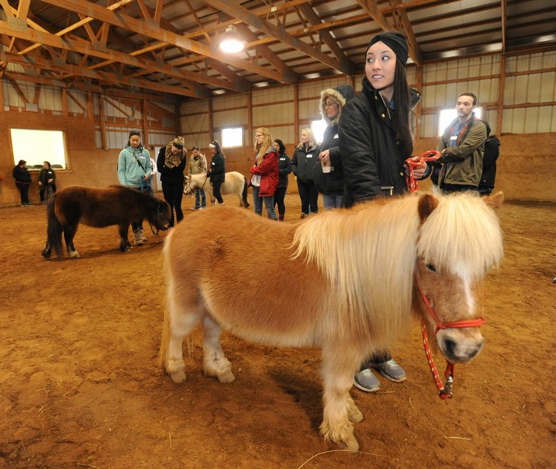 NWA Democrat-Gazette/ANDY SHUPE Madison Machen leads Fibber, a miniature horse who works as a therapy horse for Equestrian Bridges at Parkerman Stables, during a training session for new volunteers at the stables in Fayetteville. The organization provides therapy for children on the autism spectrum. The sixth annual Mini Derby benefit Saturday will help support programs at the noprofit organization.