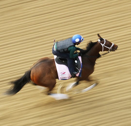 The Associated Press OAKS DAY: Kentucky Oaks entrant Sassy Sienna runs during a morning workout for Oaks and Kentucky Derby entrants at Churchill Downs Wednesday in Louisville, Ky.