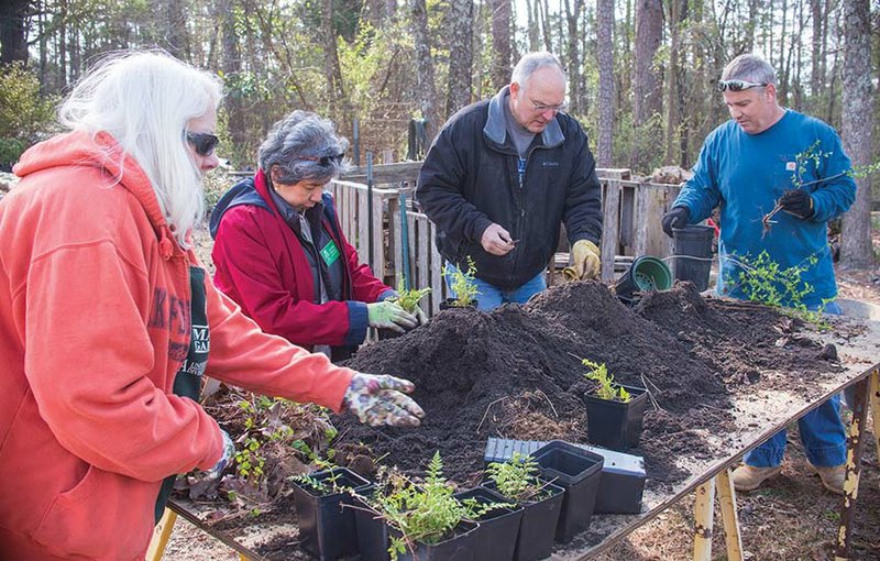 Faulkner County Master Gardeners gathered recently at the home of Florene Phipps near Mayflower to dig plants from her yard and repot them for Saturday’s plant sale. From left, Donna Woodard, JoAnne Steele and James Howard repot woodland ferns, while Larry Brinkley, right, works with bridal-wreath spirea.