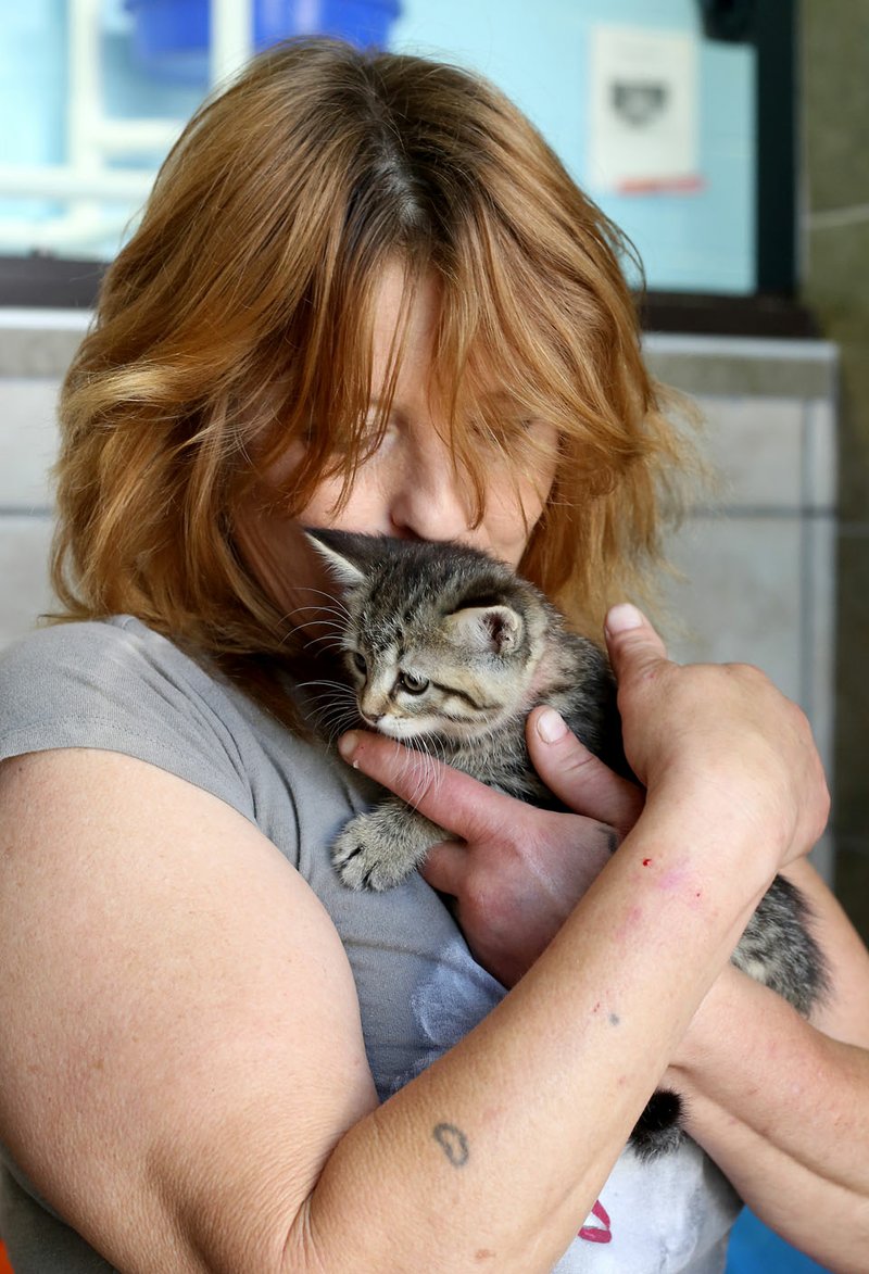 Laurie Daniels, a volunteer at the Lib Horn Animal Shelter, cuddles a newly arrived kitten Monday at the shelter in Fayetteville. Animal advocates say it’s kitten season, a time when shelters are flooded with homeless litters. Fayetteville has an ordinance in place allowing residents to become caretakers of feral cat colonies. 