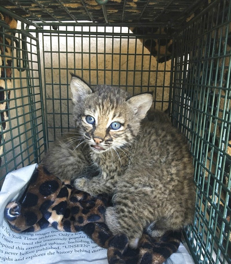 This May 7, 2018, photo provided by the city of San Antonio Animal Care Services Department shows two bobcat cubs, with one in back only partially visible. 