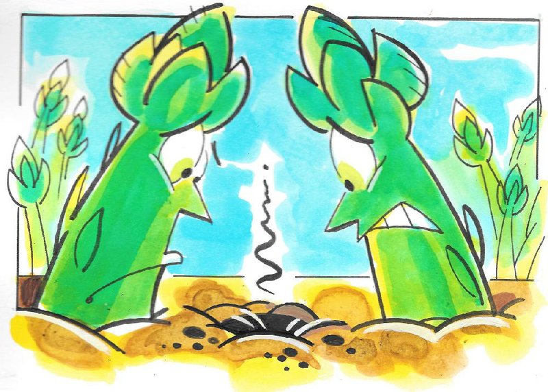 Arkansas Democrat asparagus illustration. 