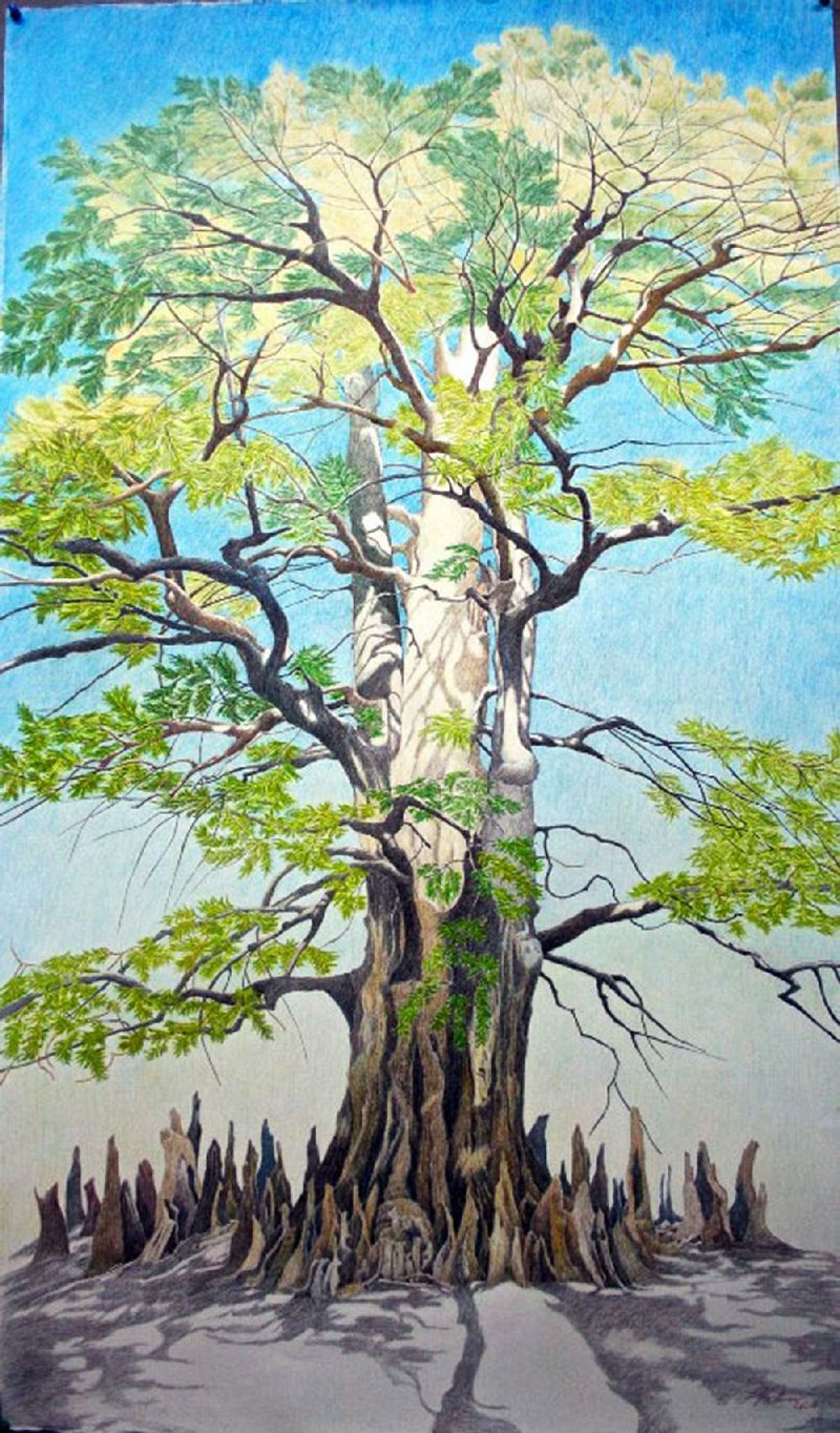 Drawings by Linda Williams Palmer — including Bald Cypress (above) — are on display as part of “Champion Trees of Arkansas” in the Windgate Gallery, Center for Humanities and Arts, at University of Arkansas Pulaski Technical College in North Little Rock. 
