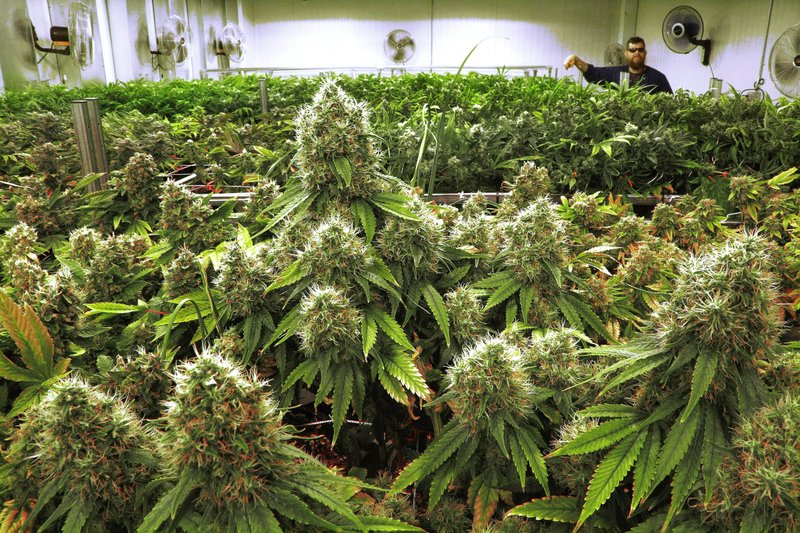 FILE - This Sept. 15, 2015 file photo shows marijuana plants a few weeks away from harvest in a medical marijuana cultivation center in Albion, Ill. (AP Photo/Seth Perlman, File)