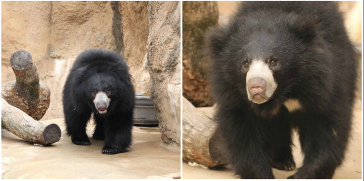 Sahaasa, left, and Pabu, right, are seen in this photo posted by the Little Rock Zoo.