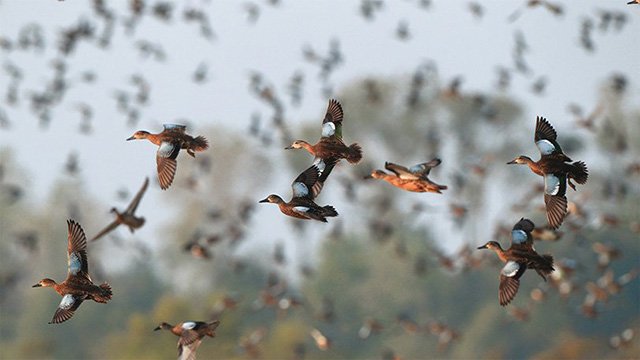 Ducks are shown flying in this file photo.