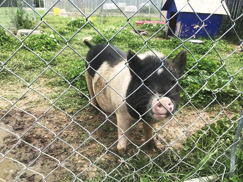 NWA Democrat-Gazette/SHELBY EVANS Pigglesworth, the Hampshire pig, is up for adoption and officials at the Rogers Animal Shelter are looking for a farm for him to go to live out the rest of his days. He enjoys pets and loves veggies.