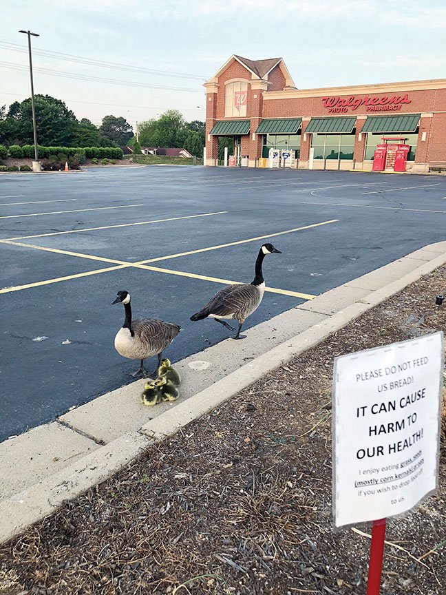 A Canada goose nested in the Walgreens parking lot on Salem Road in Conway and hatched three ducklings on Mother’s Day. Employee Spencer Hamilton, photo tech, gave the geese food twice a day and erected a sign asking people not to feed them bread. Kate Mull, the store’s beauty adviser, said she named the geese Bernadette and Henry and documented them on her Instagram account.