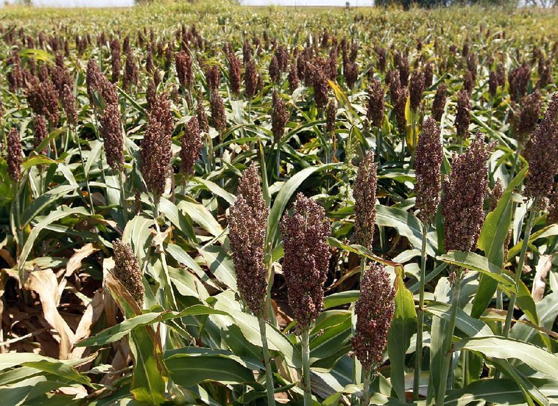 The U.S. is China’s biggest supplier of sorghum, like this crop growing near Waukomis, Okla. To ease trade tensions, China announced Friday that it’s ending an investigation into imports of U.S. sorghum.  