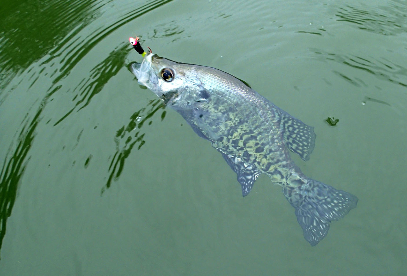 Paddlers Catch Creek Arm Crie At Beaver Lake Paddlers Catch Creek Arm Crie At