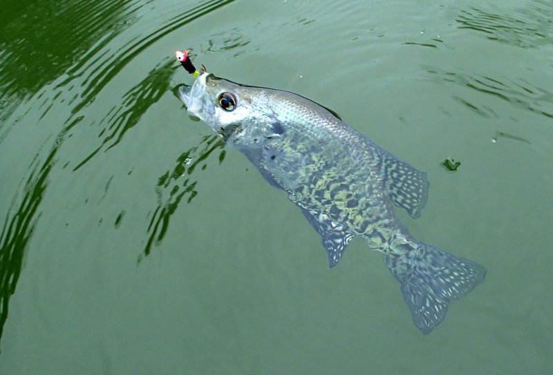 Jigs worked to catch crappie in this file photo.