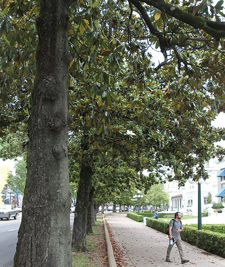 The Sentinel-Record/Richard Rasmussen HISTORIC TREES: A pedestrian walks along historic Bathhouse Row in Hot Springs National Park Monday under the shade of magnolia trees. Ten of the trees are slated to be cut down.