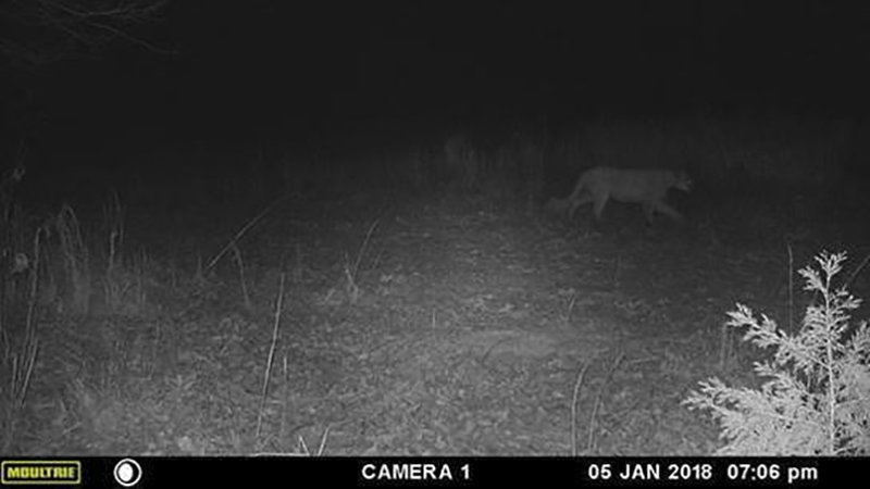 The Arkansas Game and Fish Commission confirmed the sighting of a mountain lion near Mammoth Spring in northern Arkansas on May 27, 2018. 