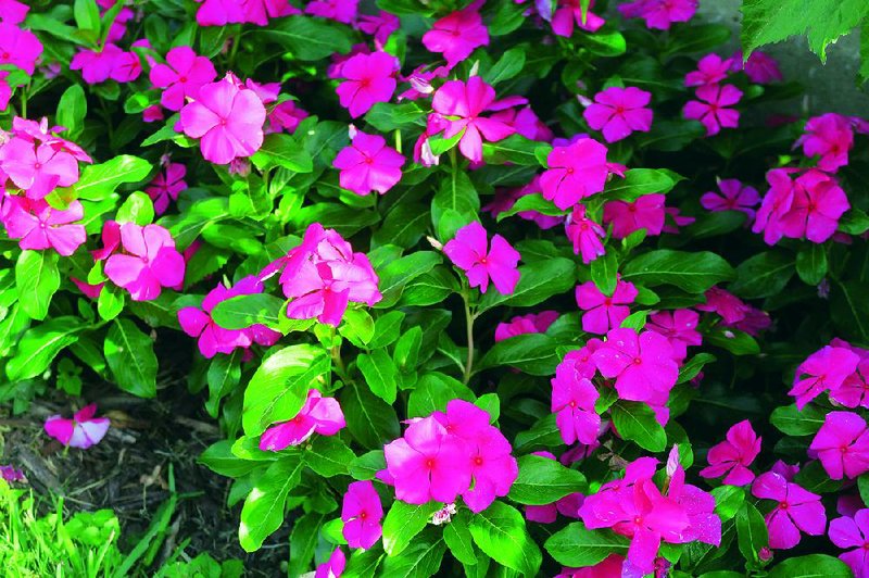 Periwinkle or annual vinca (Catharanthus roseus) is a tough and durable annual flower.  