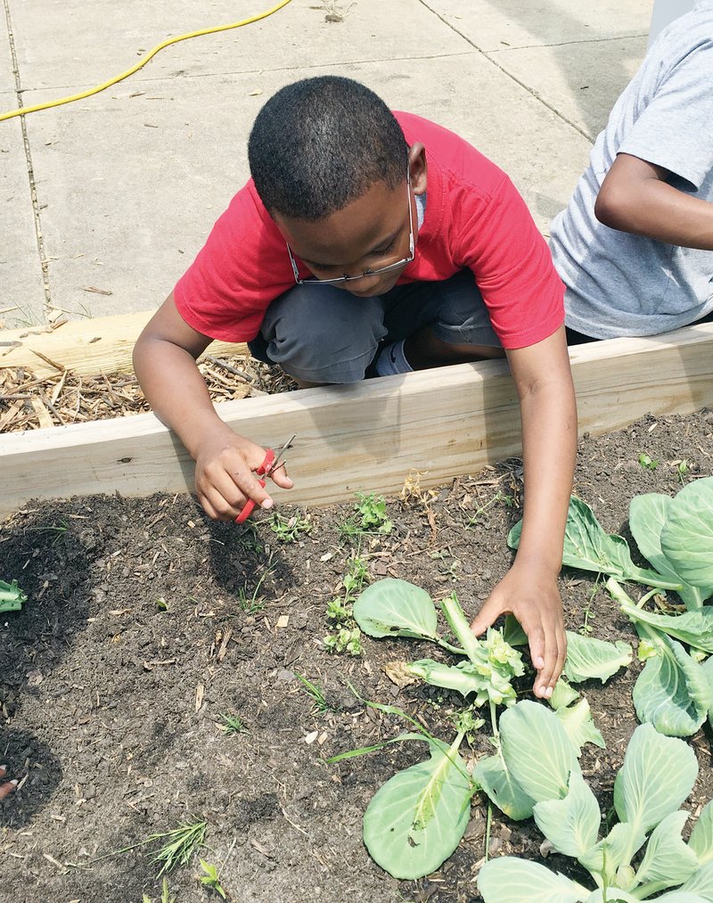 Derick Tyler, a second-grader at Ida Burns Elementary School in Conway, cuts cabbage leaves from one of the school’s raised garden beds to make a salad for taste-testing during a media event. Cabbage leaves and radishes grown by the elementary students were used to celebrate the garden program, which received a learning grant in the fall to fund five raised beds, a blender, knives, a cooking cart and a curriculum.