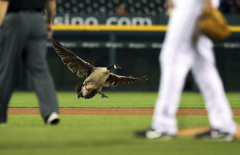 A Canada goose lands near the pitching mound during the sixth inning of Wednesday’s game between the Detroit Tigers and the Los Angeles Angels at Comerica Park in Detroit. 