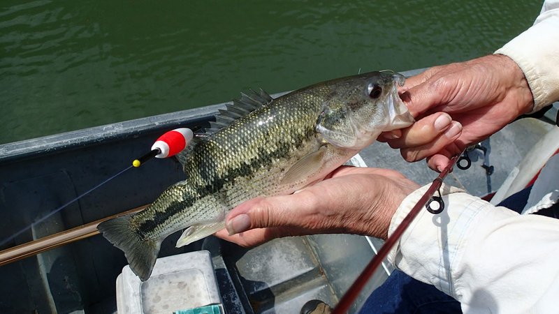 This file photo shows a spotted bass that bit a minnow at Beaver Lake. Minnows are excellent to catch all kinds of fish including bass, crappie, walleye and catfish.