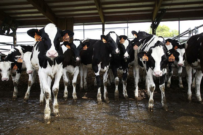 Young cows stand in a dairy barn in Sauk City, Wis., in this 2017 file photo. Wisconsin lost 500 dairy farms in 2017 while the total number of milk-cow herds is down about 20 percent from five years ago.