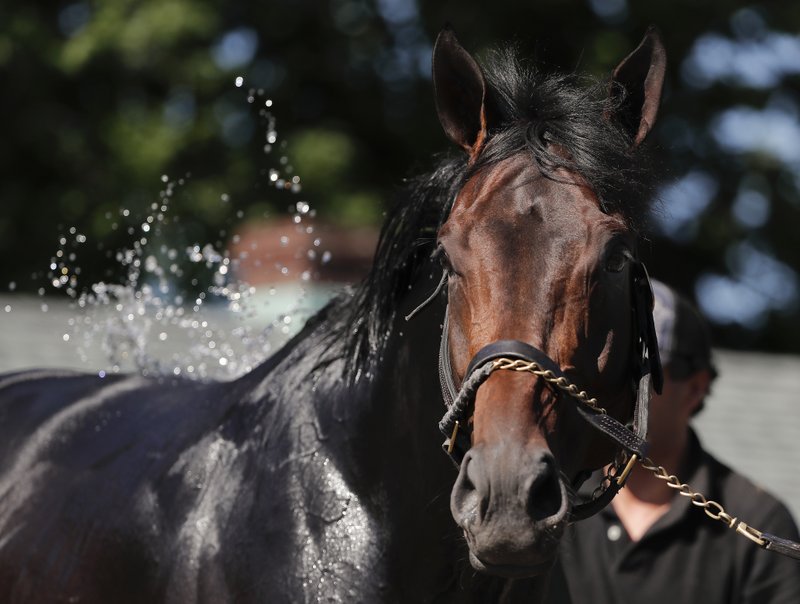 The Associated Press GRONK: Belmont Stakes hopeful Gronkowski is bathed after a workout at Belmont Park, Tuesday in Elmont, N.Y. Gronkowski is one of 10 in the 150th running of the Belmont Stakes horse race on Saturday.