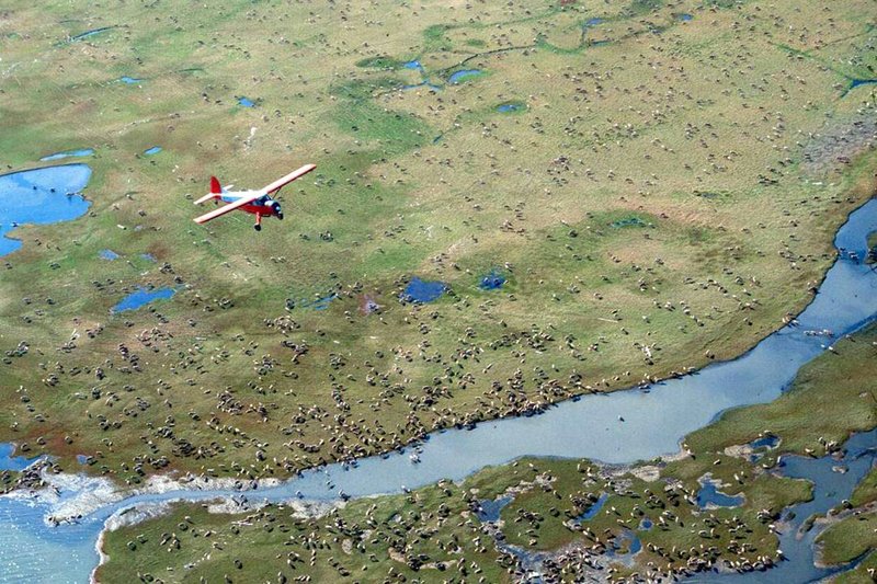 In this undated file photo provided by the U.S. Fish and Wildlife Service, an airplane flies over caribou from the Porcupine Caribou Herd on the coastal plain of the Arctic National Wildlife Refuge in northeast Alaska. The Interior Department plans to spend $4 million in the section of the Arctic National Wildlife Refuge where petroleum drilling may be allowed.  (U.S. Fish and Wildlife Service via AP, File)