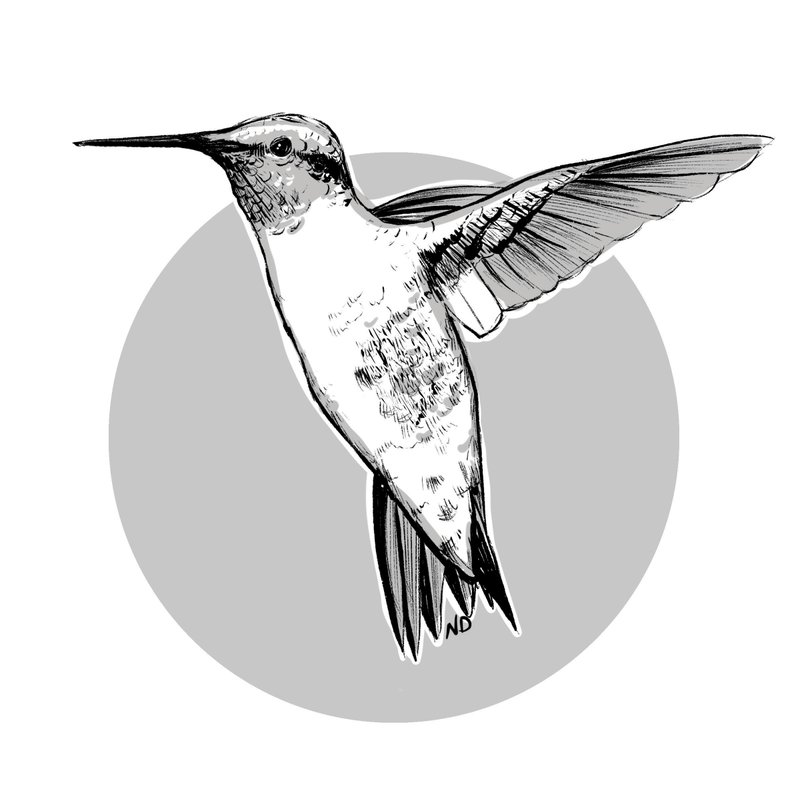 Arkansas Democrat-Gazette hummingbird illustration. 