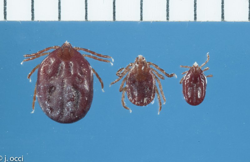 This undated photo provided by Rutgers University shows three Longhorned ticks: from left, a fully engorged female, a partial engorged female, and an engorged nymph. A hardy, invasive species of tick that survived a New Jersey winter and subsequently traversed the mid-Atlantic has mysteriously arrived in Arkansas. No one is sure how the Longhorned tick, native to East Asia, arrived in the country, nor how it made its way to the middle of the continent. (Jim Occi/Rutgers University via AP)