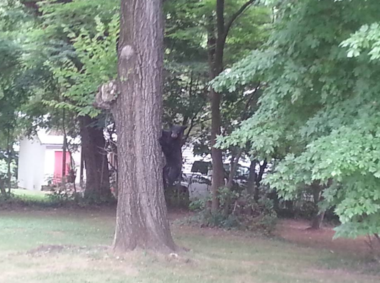 Huntsville residents spotted a baby bear sleeping in a tree Tuesday. 