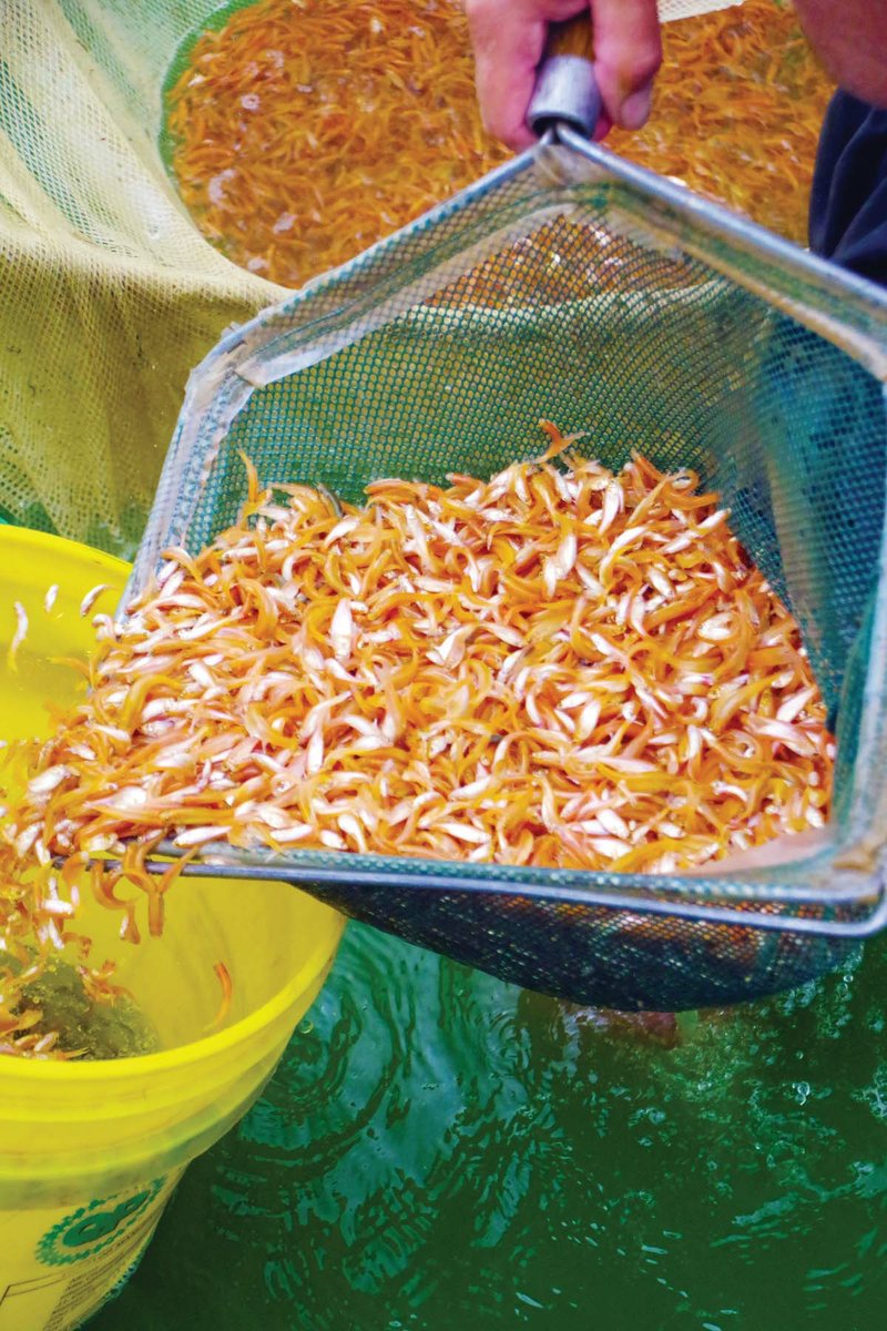 Pink, or rosy red, minnows were first raised by Arkansas fish farmer Bill Bland, and today, The Natural State still produces most of these baitfish. Millions are sold each year.
