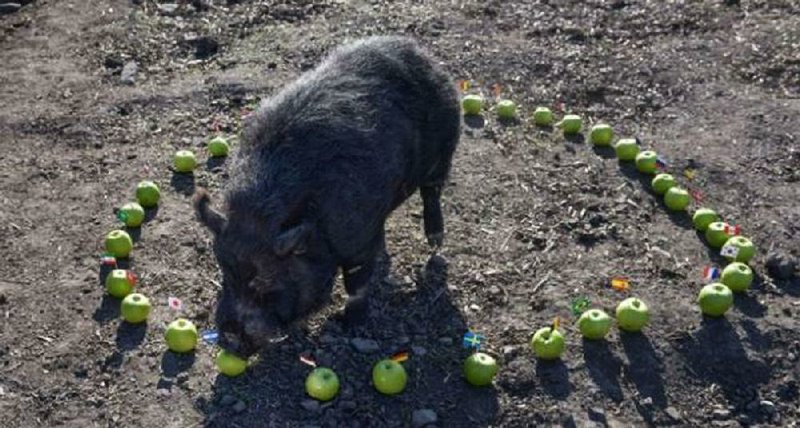 Mystic Marcus, a micro pig from England, has picked Belgium, Argentina, Nigeria and Uruguay to reach the final four of the World Cup. Marcus, according to his owner Juliette Stevens, picked Germany to win the 2014 World Cup, the Brexit referendum and Donald Trump to win the 2016 election.  